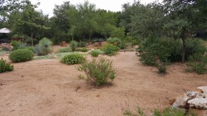 A desert garden with a lot of plants and rocks.